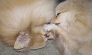 T&TKissing TomTom and TUffy Kissing