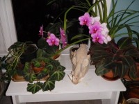 The newest skull and orchid