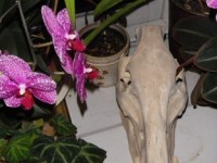 Closeup of new skull